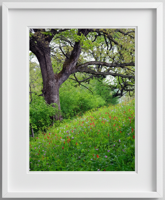 Framed photograph of an oak tree and a prairie of flowers with a white border