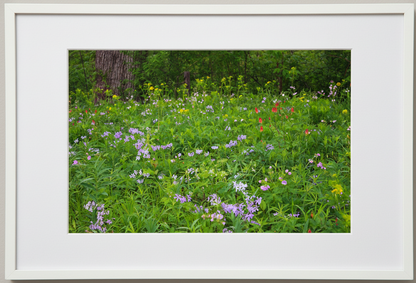 Framed photograph of a prairie field of wildflowers with a white border