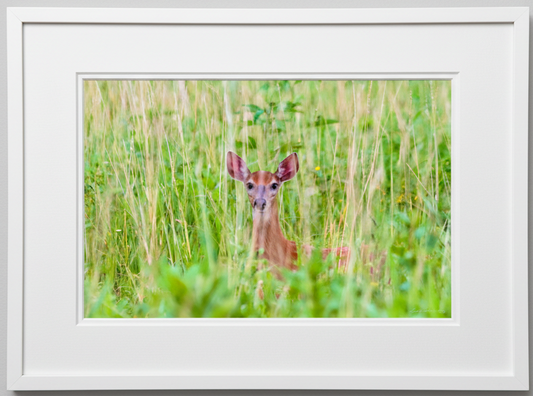 Framed photograph of a deer in a grassy field