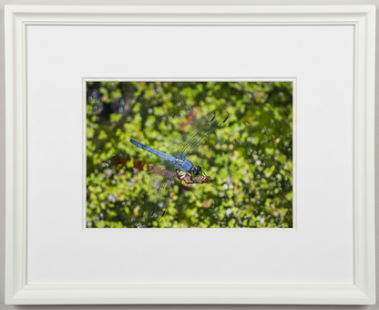 Framed photograph of a blue male eastern pondhawk dragonfly on green foliage in an iow wetland 