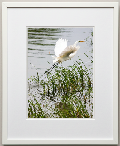 Framed photograph of a white egret flying over water and reeds of the mississippi river in illinois
