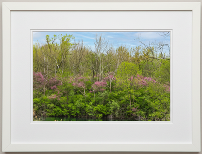 Framed photograph of a forest with green trees and pink flowers, set against a white background.