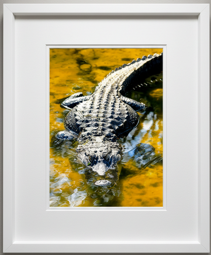 Framed photograph of an American alligator in water at Everglades National Park in Florida with a white frame.