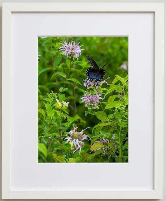 Butterfly on a purple flower with green leaves in a white frame