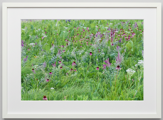 Framed photograph of a prairie of wildflowers with a white border