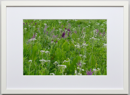 Framed photograph of a prairie with green plants and white and purple flowers on a white wall.