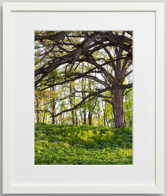Framed photograph of a the sun glowing through savanna oak trees to highlight the prairie below with a white frame