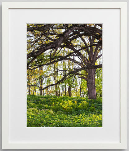 Framed photograph of a the sun glowing through savanna oak trees to highlight the prairie below with a white frame