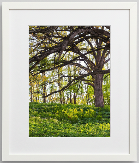 Framed photograph of a the sun glowing through savanna oak trees to highlight the prairie below with a white frame
