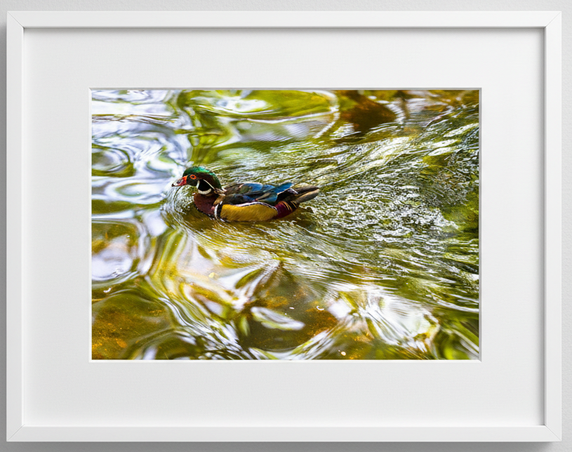 Colorful drake wood duck swimming in clear water with a white frame