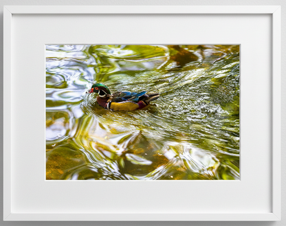 Colorful drake wood duck swimming in clear water with a white frame