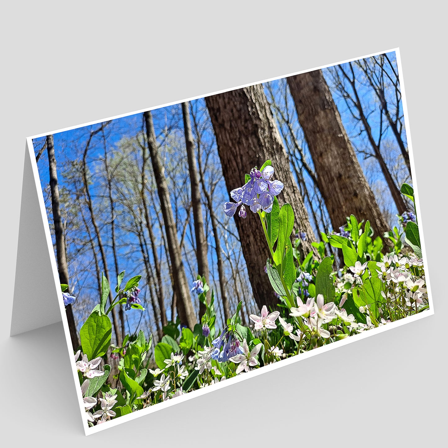 Lodge Park Greeting Card IMG_134133