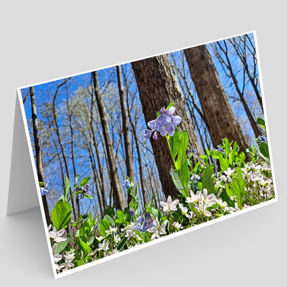 Lodge Park Greeting Card IMG_134133