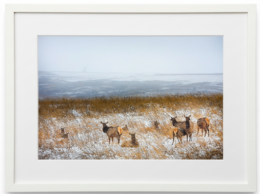 Framed photograph of a group of elk in a snow covered iowa prairie with a white frame.