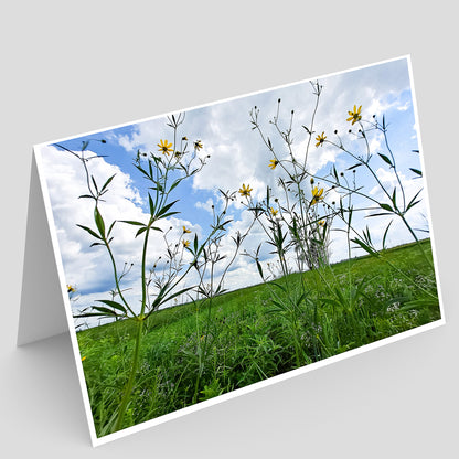 View of a full photo greeting card featuring tall tickseed flowers towering over a prairie with a backdrop of blue sky and puffy clouds