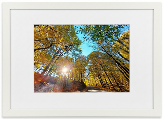 Framed artwork of a forest scene with sunlight filtering through fall trees