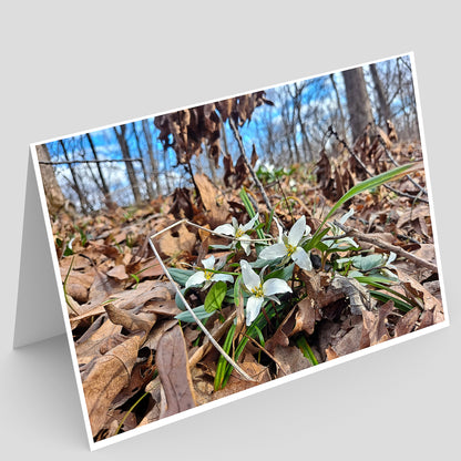 Lodge Park Greeting Card IMG 172633