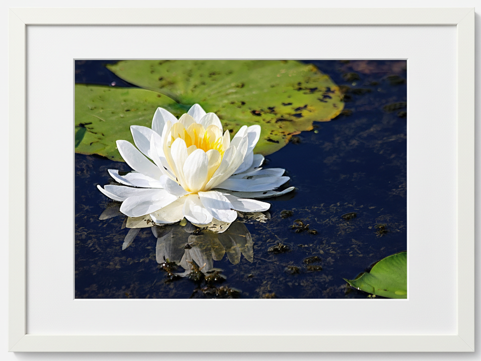 White water lily flower with green leaves on water, framed by a white border