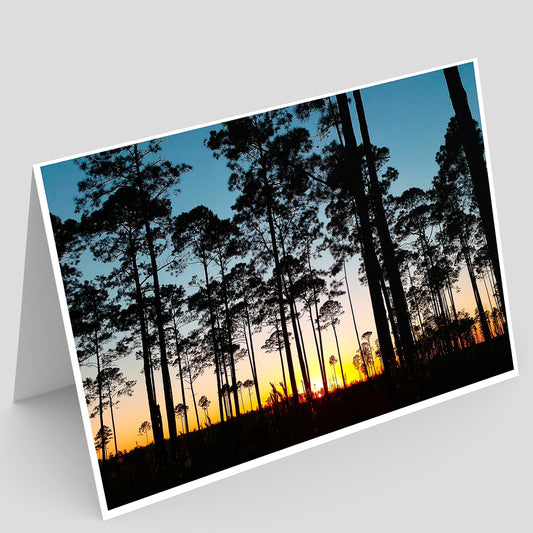 Silhouette of pine trees against a sunset sky in the Okefenokee National Wildlife Refuge in Georgia on a greeting card.