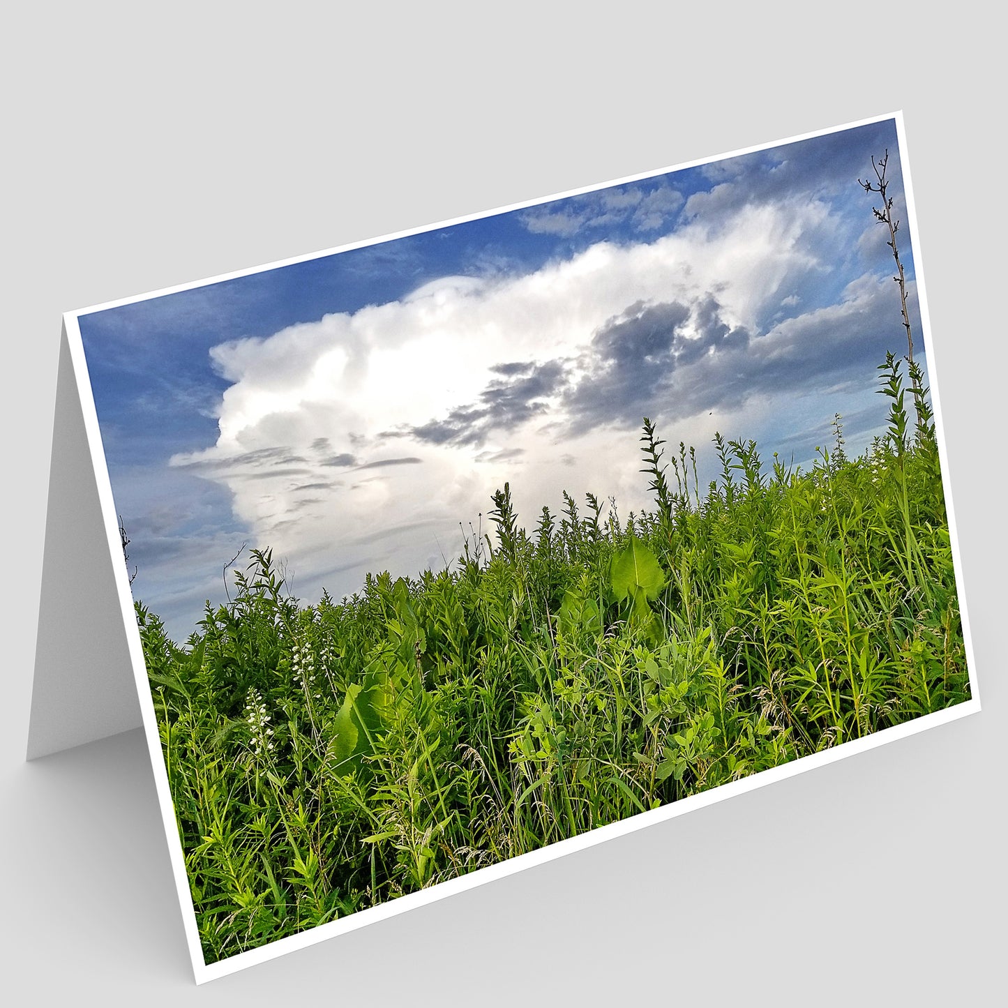 Full photo greeting Card with a photo of a illinois prairie of green plants and a blue sky with clouds on a gray background