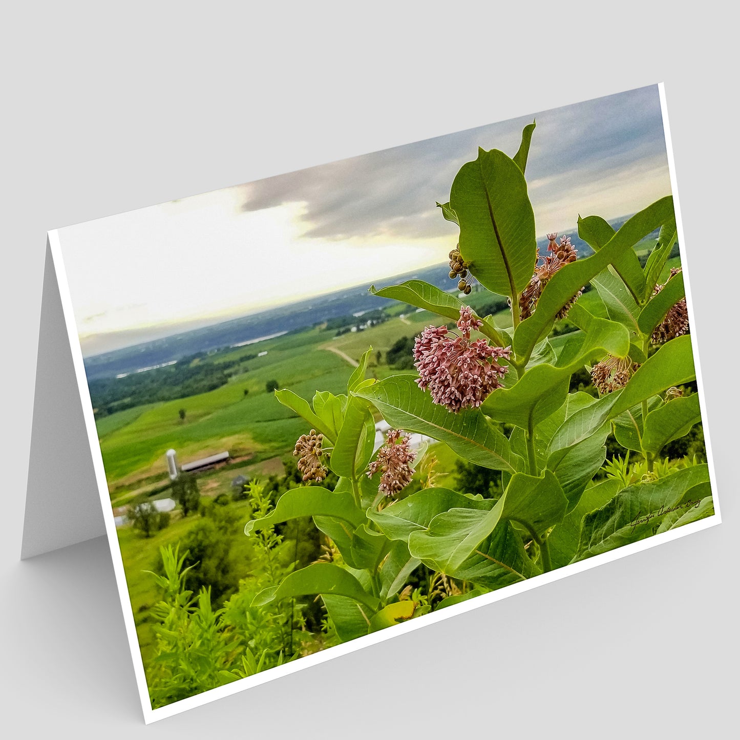 Card depicting a Mississippi River Valley view of farmland in the background and blooming milkweed in the foreground