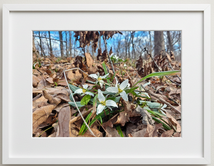 White snow trillium flowers emerging from brown leaves in an illinois forest setting, framed in white.