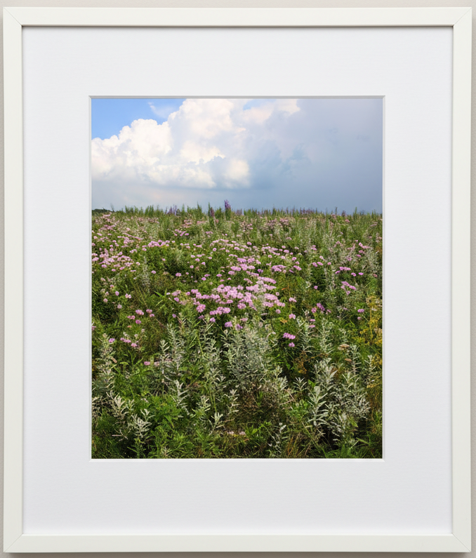 Framed photograph of a prairie with pink and purple flowers, a blue sky, and billowing storm clouds in the background 