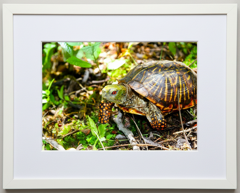 Framed photograph of a male ornate box turtle in an Iowa nature preserve 