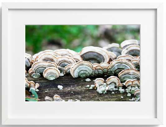 Framed photograph of mushrooms on a log with a white frame.