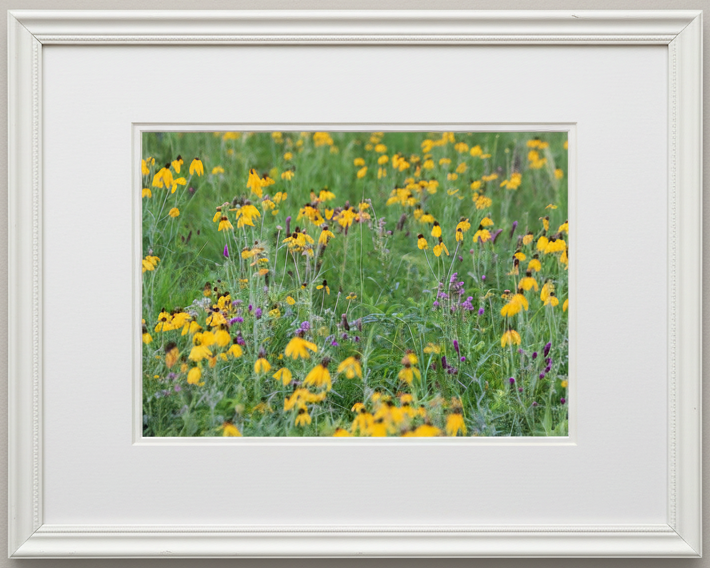 Framed photograph of an iowa prairie of yellow and purple flowers with a white frame.