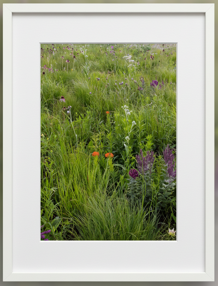 Framed photograph of a midwest prairie with green grass and wildflowers in Iowa