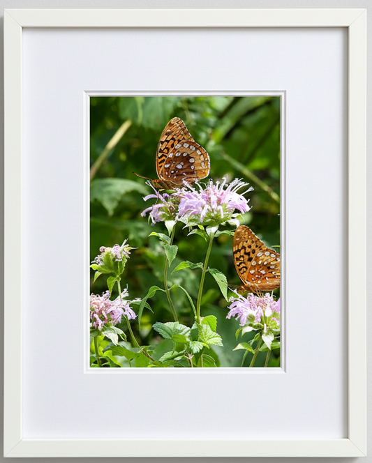 Framed photograph of two butterflies on pink flowers with a white border
