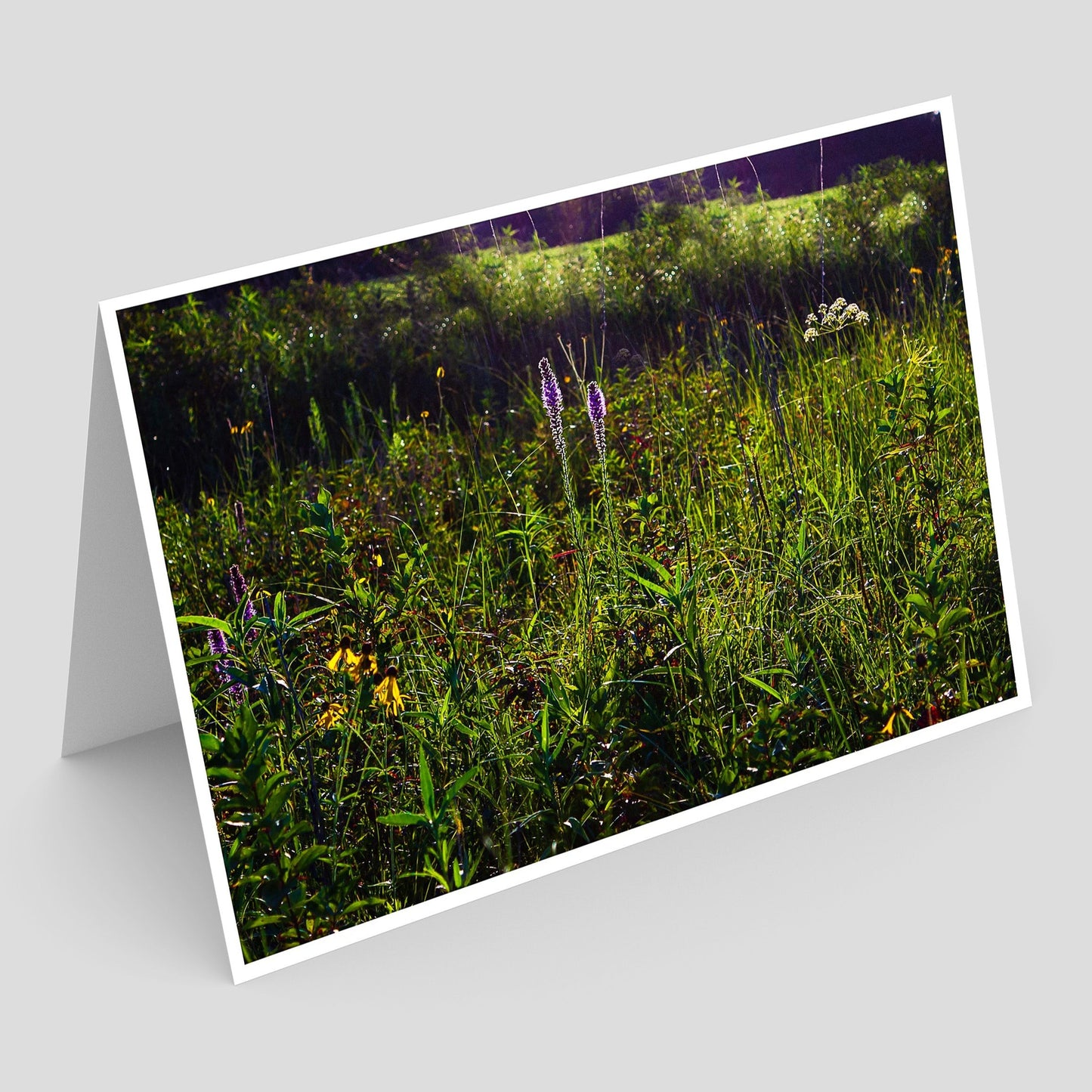 Wolters Prairie State Preserve Greeting Card IMG_2901
