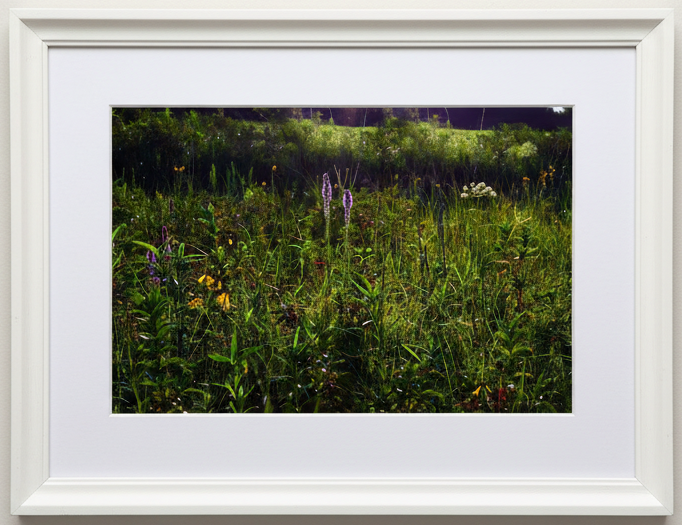 Framed photograph of a prairie wildflowers in the sun's spotlight in iowa