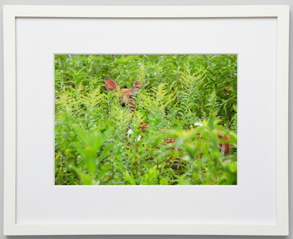Framed photograph of a deer fawn peeking through green foliage in iowa