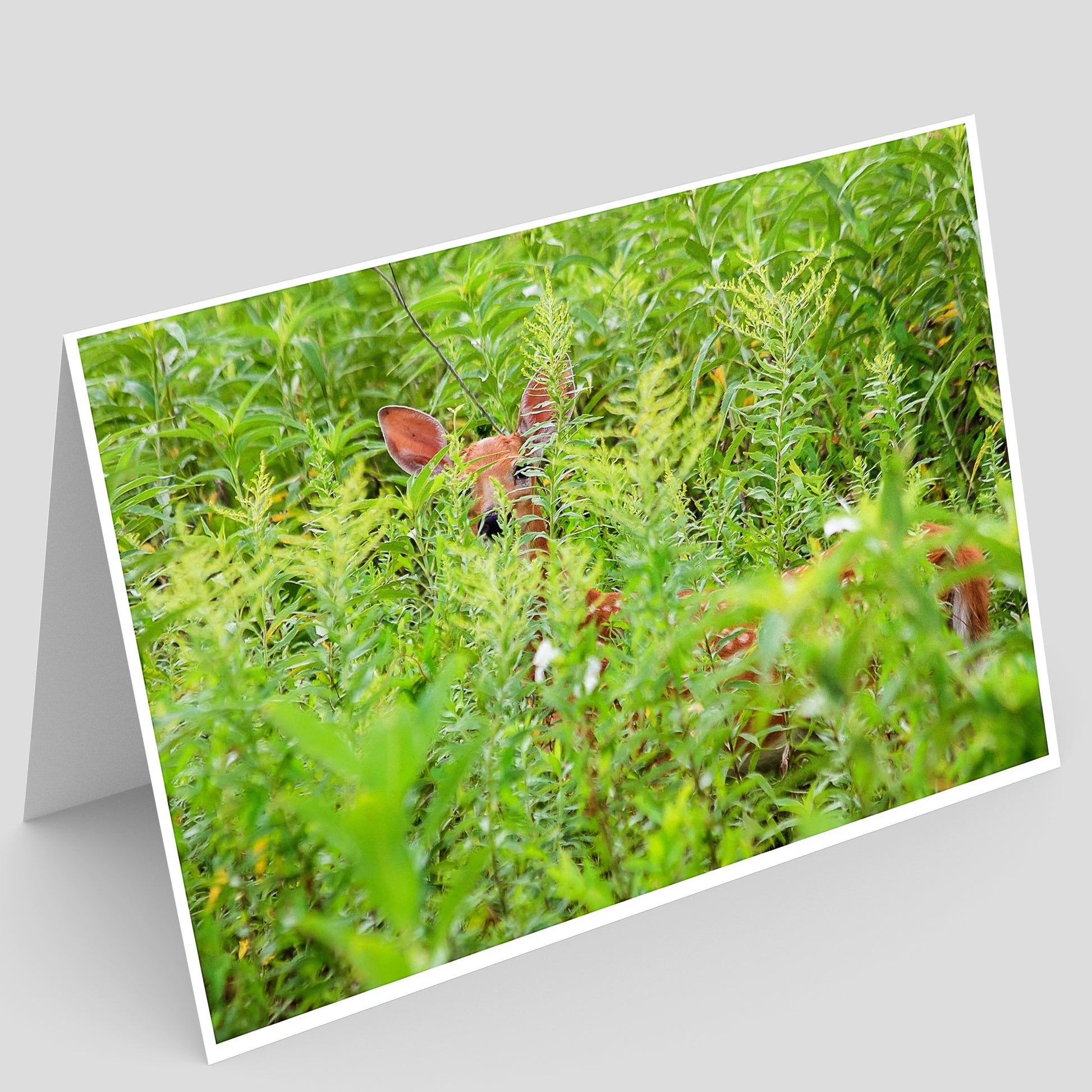 Card with a deer fawn hiding in a grassy field in Iowa on a gray background