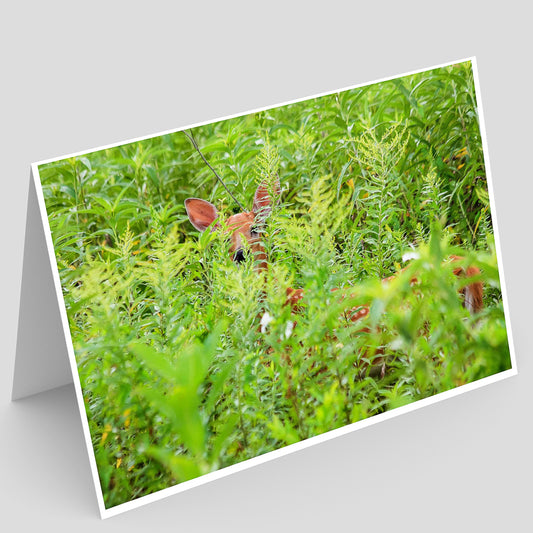 Card with a deer fawn hiding in a grassy field in Iowa on a gray background