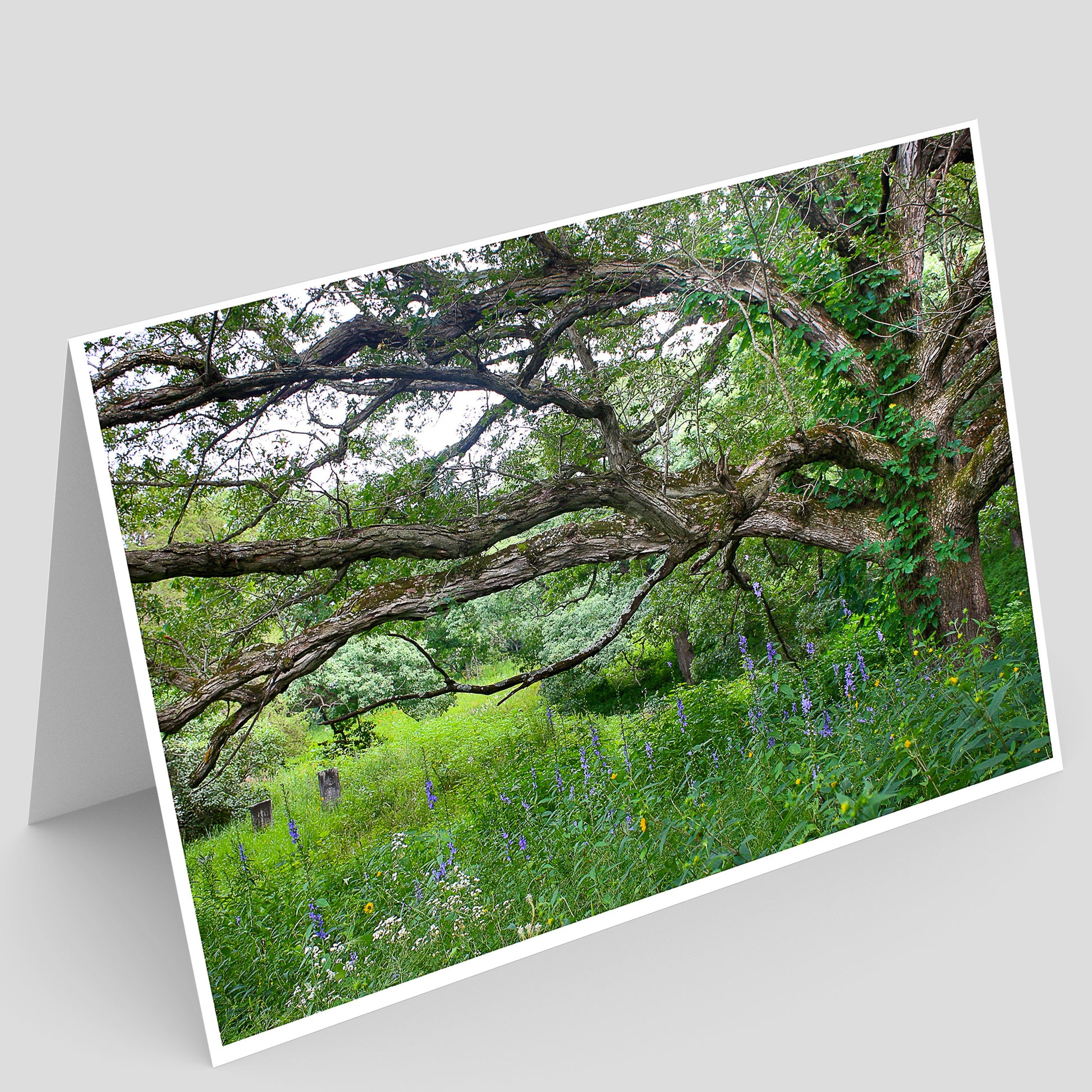Full photo Greeting card with a scenic view of a large savanna oak tree in a with a blooming prairie understory.
