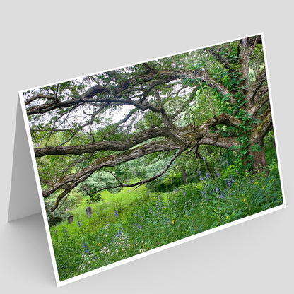 Full photo Greeting card with a scenic view of a large savanna oak tree in a with a blooming prairie understory.