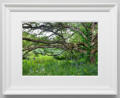 Framed photograph of a large savanna oak tree with a lush prairie landscape below in iowa