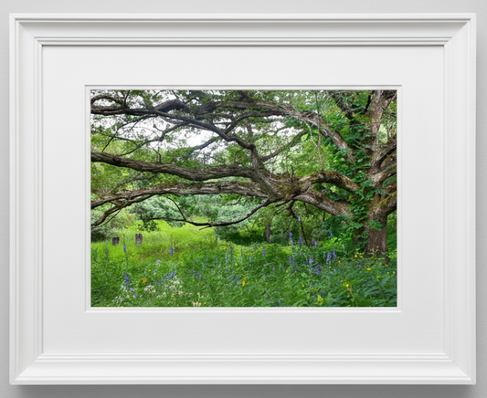 Framed photograph of a large savanna oak tree with a lush prairie landscape below in iowa