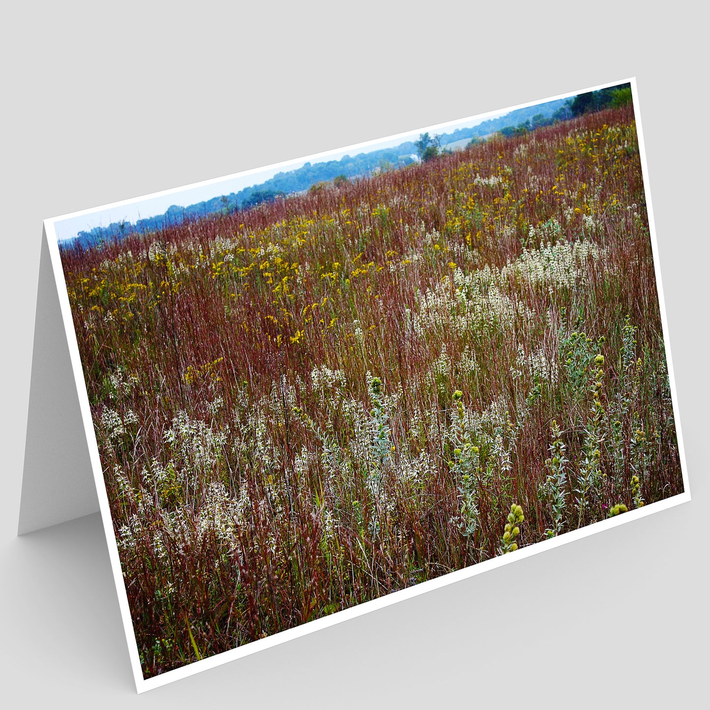 Greeting card with a prairie field of wildflowers in Illinois 
on a gray background