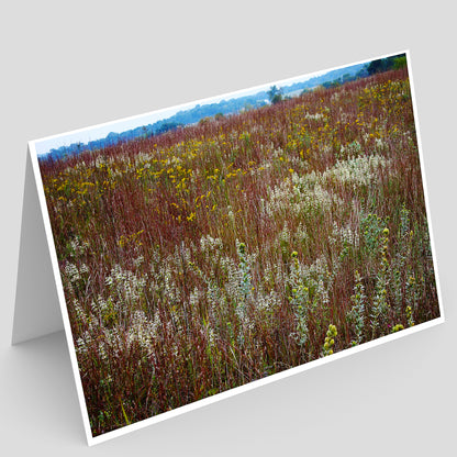 Greeting card with a prairie field of wildflowers in Illinois 
on a gray background
