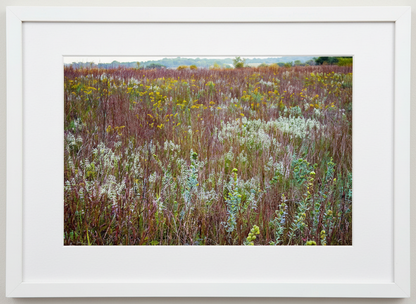 Framed photograph of a fall prairie with wildflowers and grasses.