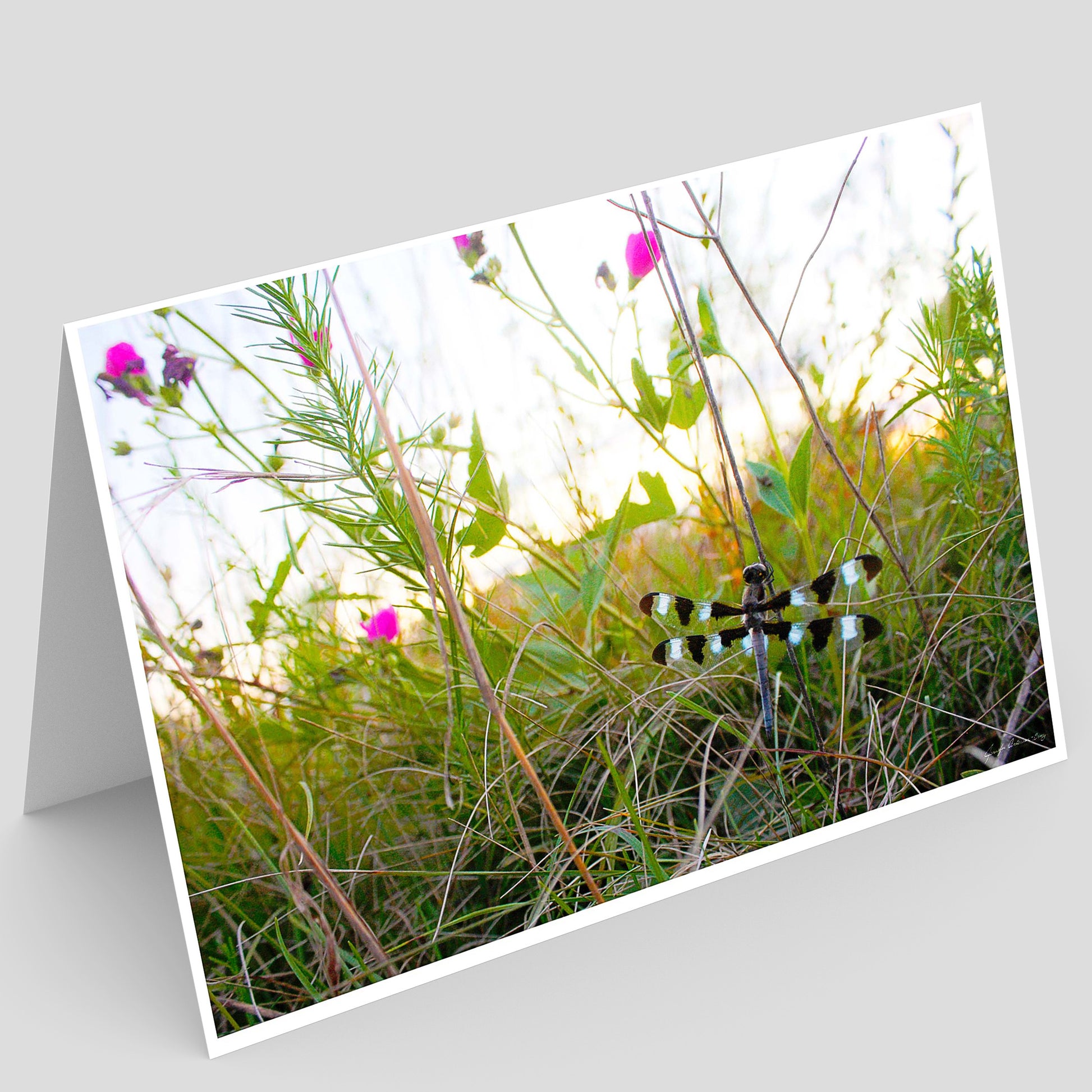 Greeting card with a twelve spotted  skimmer dragonfly perched in a blooming prairie in illinois