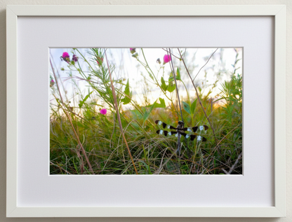 Framed photograph of a twelve spotted skimmer dragonfly on prairie grass with flowers