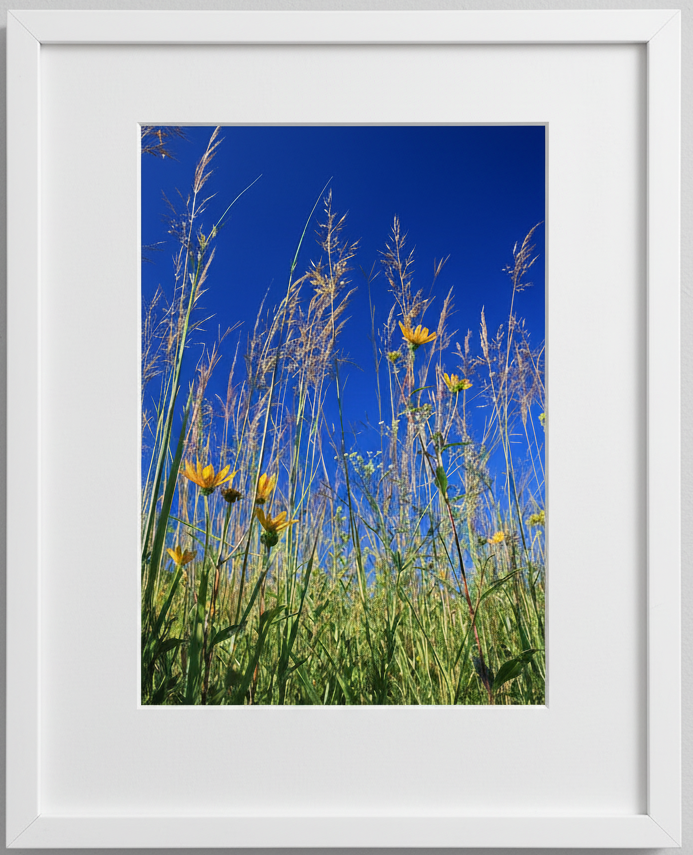 Framed photograph of tall prairie grasses and yellow sunflowers against a blue sky.