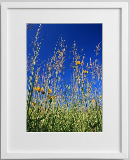 Framed photograph of tall prairie grasses and yellow sunflowers against a blue sky.
