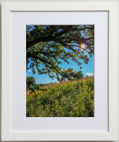 Framed photograph of prairie under a tree with a clear blue sky and sun.