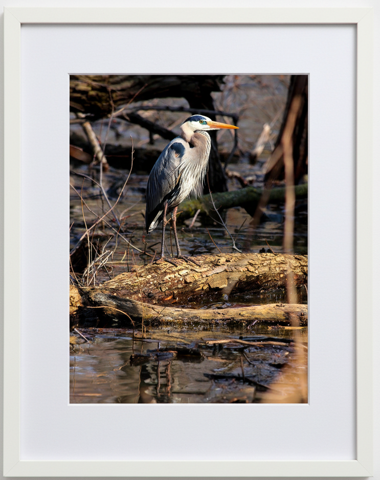 Framed photograph of a great blue heron standing on a log in a natural setting of the Mississippi River 